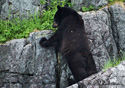 Ursus americanus